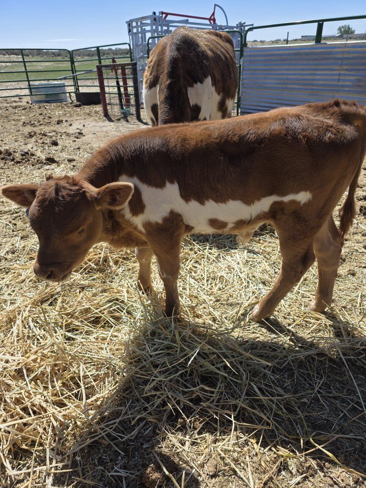 Corriente Hereford Bull