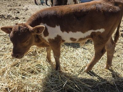 Corriente Hereford Bull