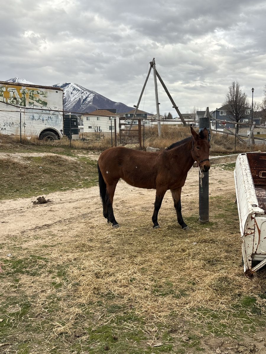 Molly Mule