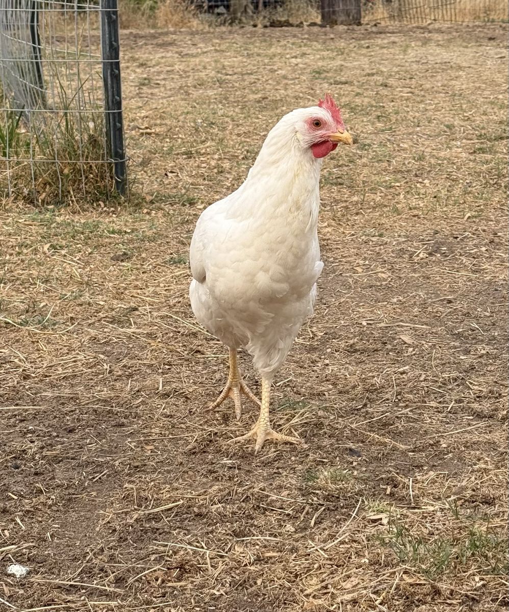 Trio of Pullets
