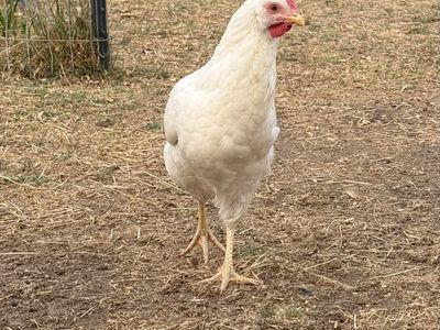 Trio of Pullets