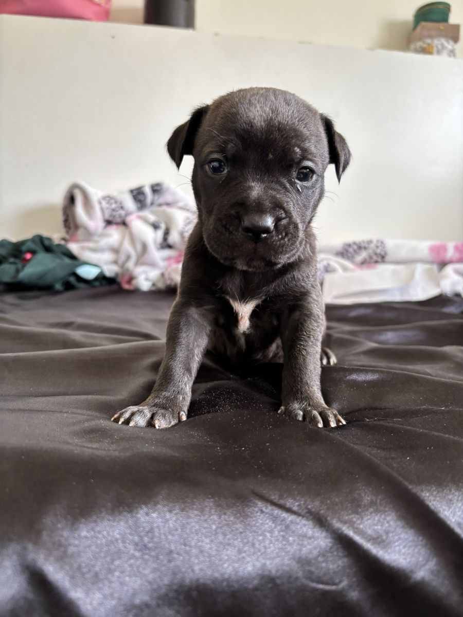 Cane corso X Pitbull LAST ONE LEFT