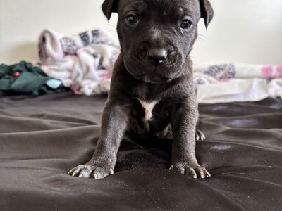 Cane corso X Pitbull LAST ONE LEFT