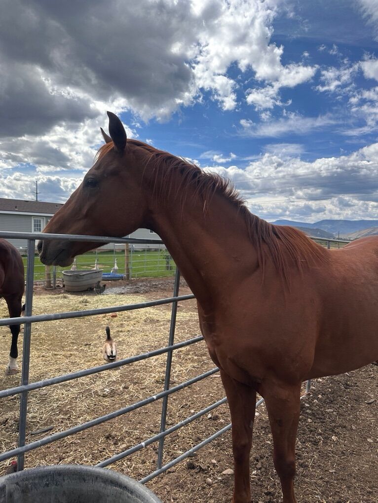 Four Year-Old Gilding