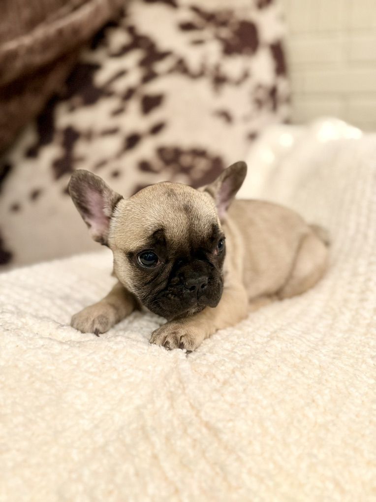 AKC French Bulldog Frenchie Puppy