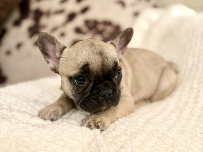 AKC French Bulldog Frenchie Puppy