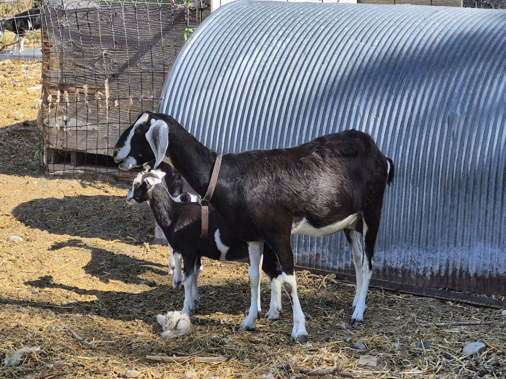 Nubian goat
