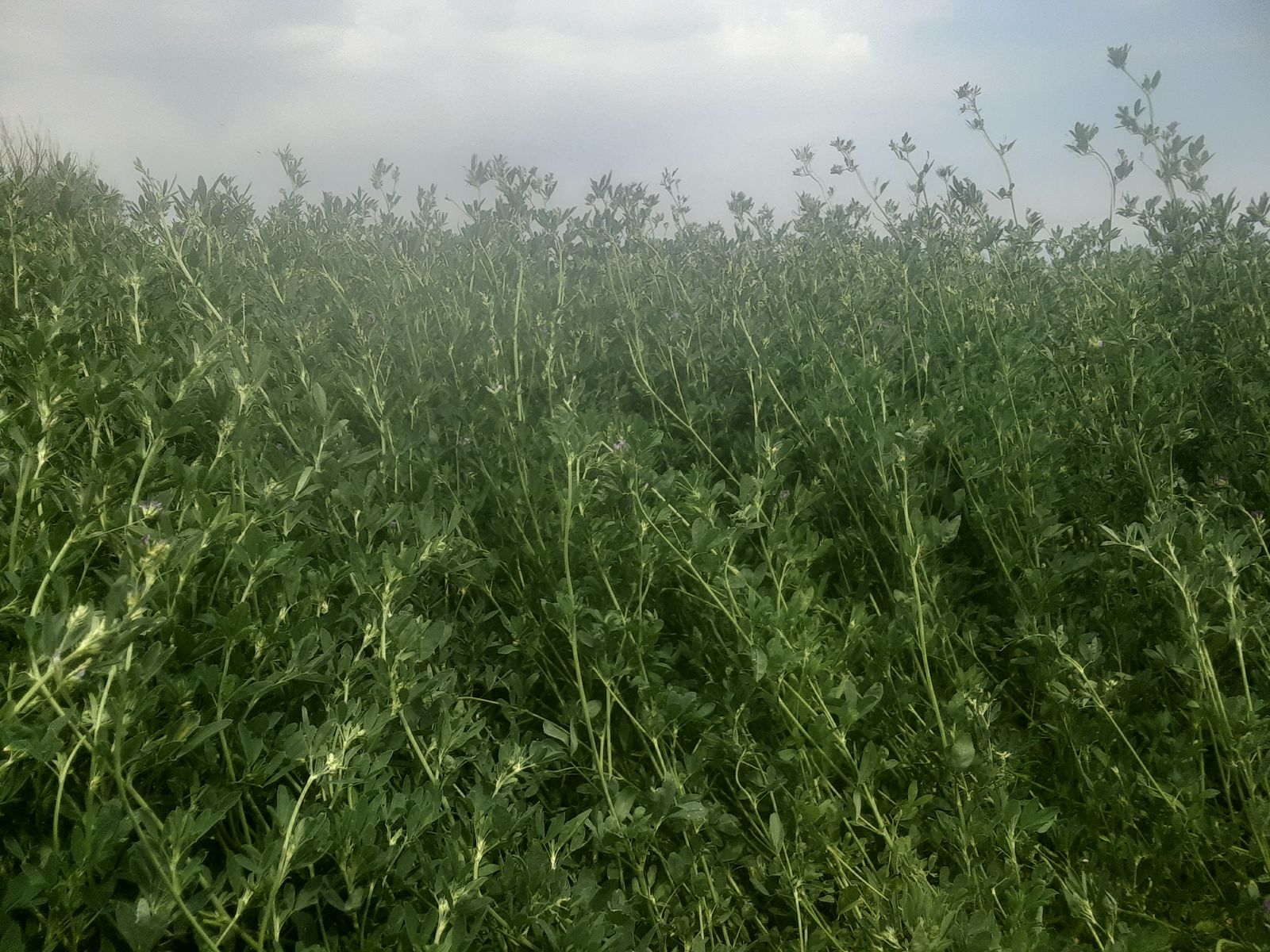 2md Crop Alfalfa Hay