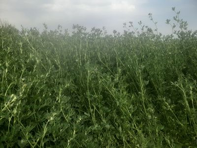 2md Crop Alfalfa Hay