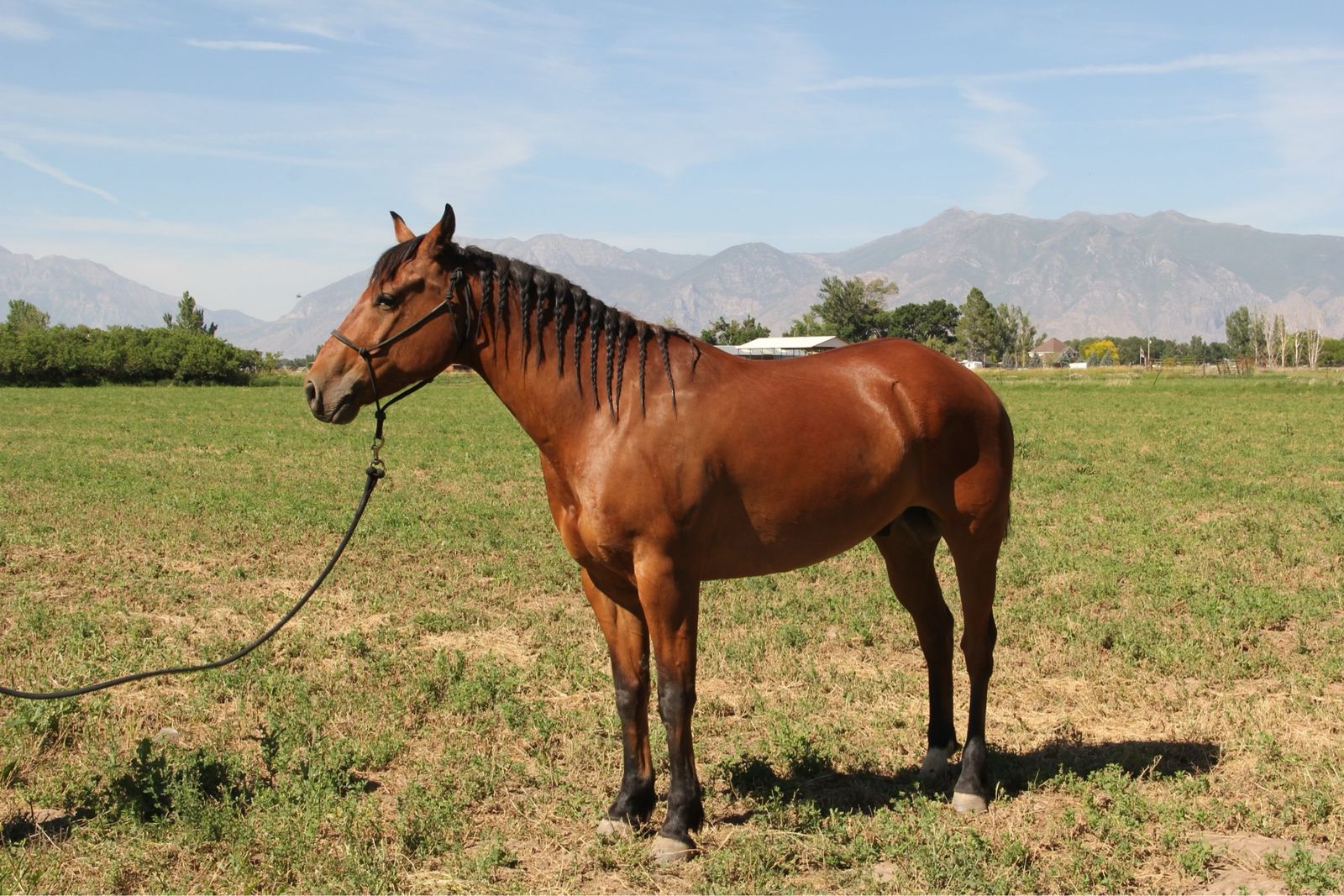 4 YO AQHA Bay Gelding