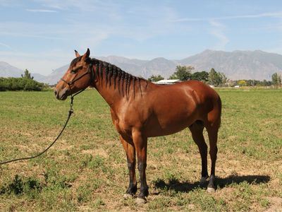 4 YO AQHA Bay Gelding