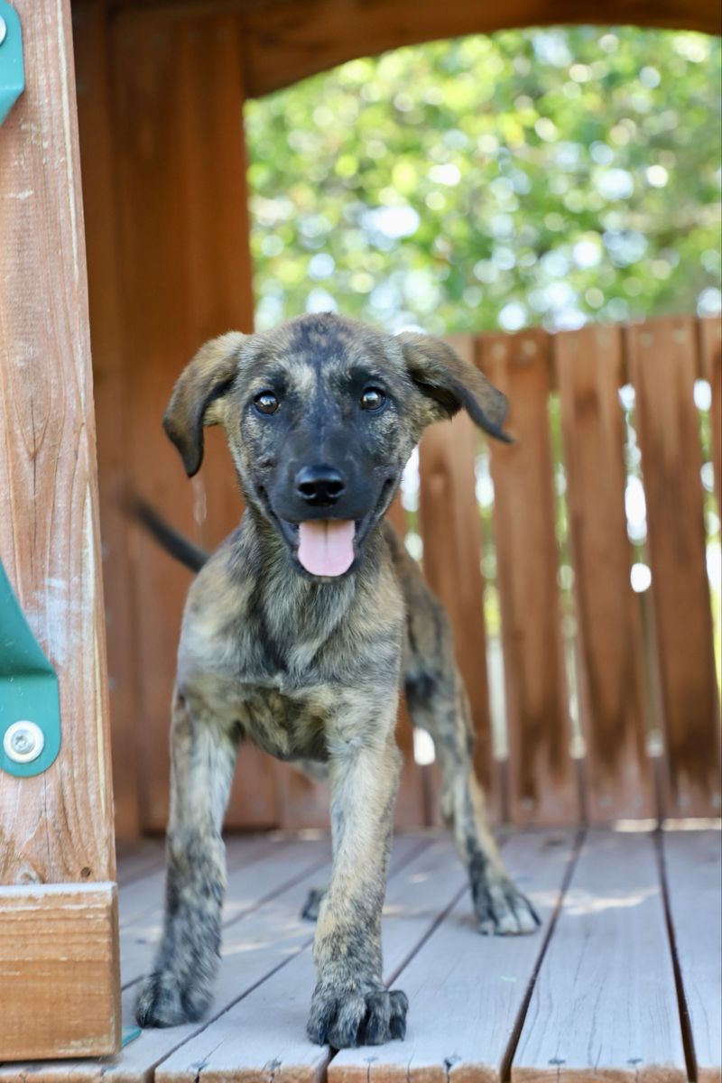 13 week old puppy