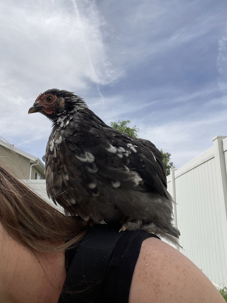Bantam Cochin Pullet Hens - Blue/Black/Splash Breeding Pen - 12 weeks old