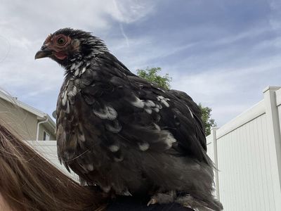 Bantam Cochin Pullet Hens - Blue/Black/Splash Breeding Pen - 12 weeks old