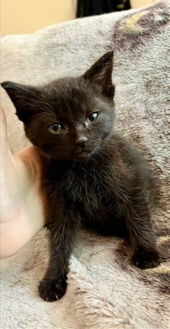 All black male kitten