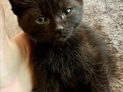 All black male kitten