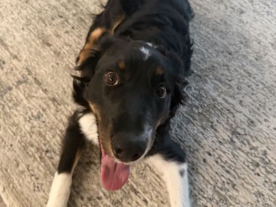 6 Month Aussie Border Collie Mix