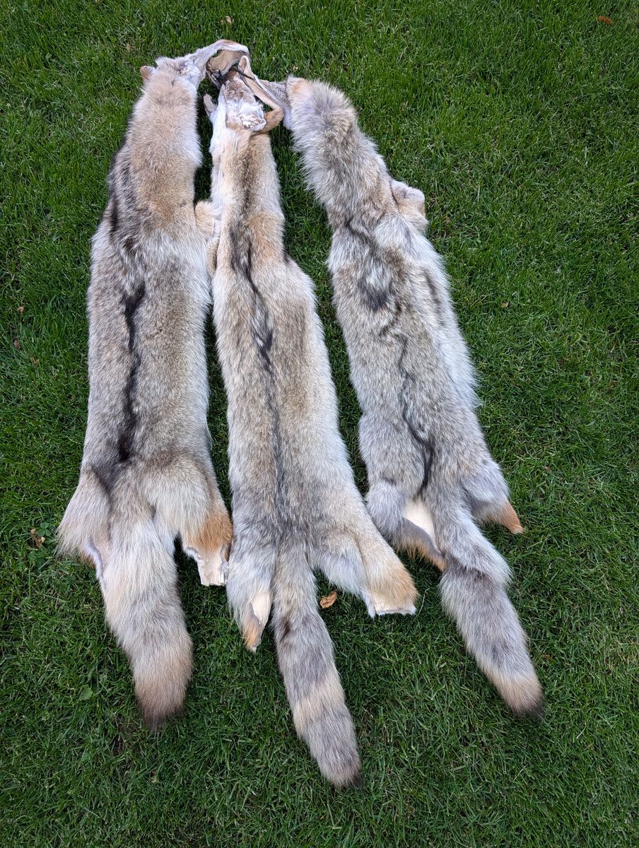 Coyote Skins -  choose from 15 skins $75 each