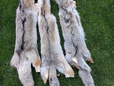 Coyote Skins - choose from 15 skins $75 each