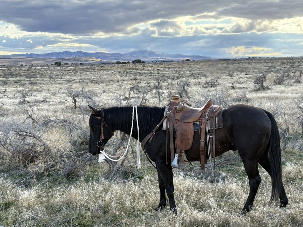 6-7 Ranch Gelding