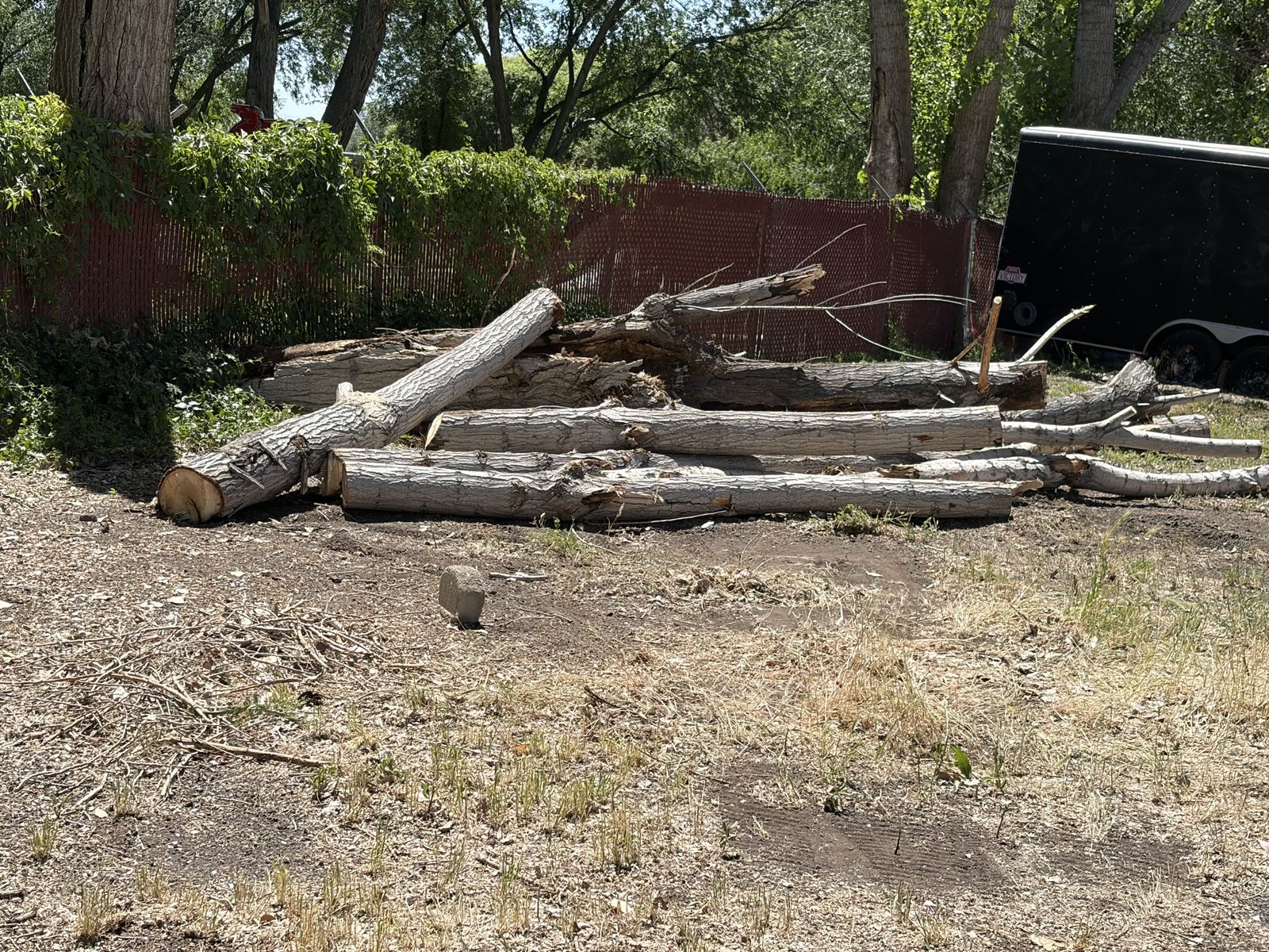 Free dead downed trees for firewood in Springville