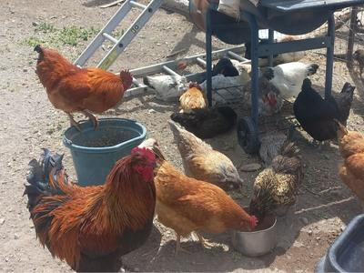 hens and rooster