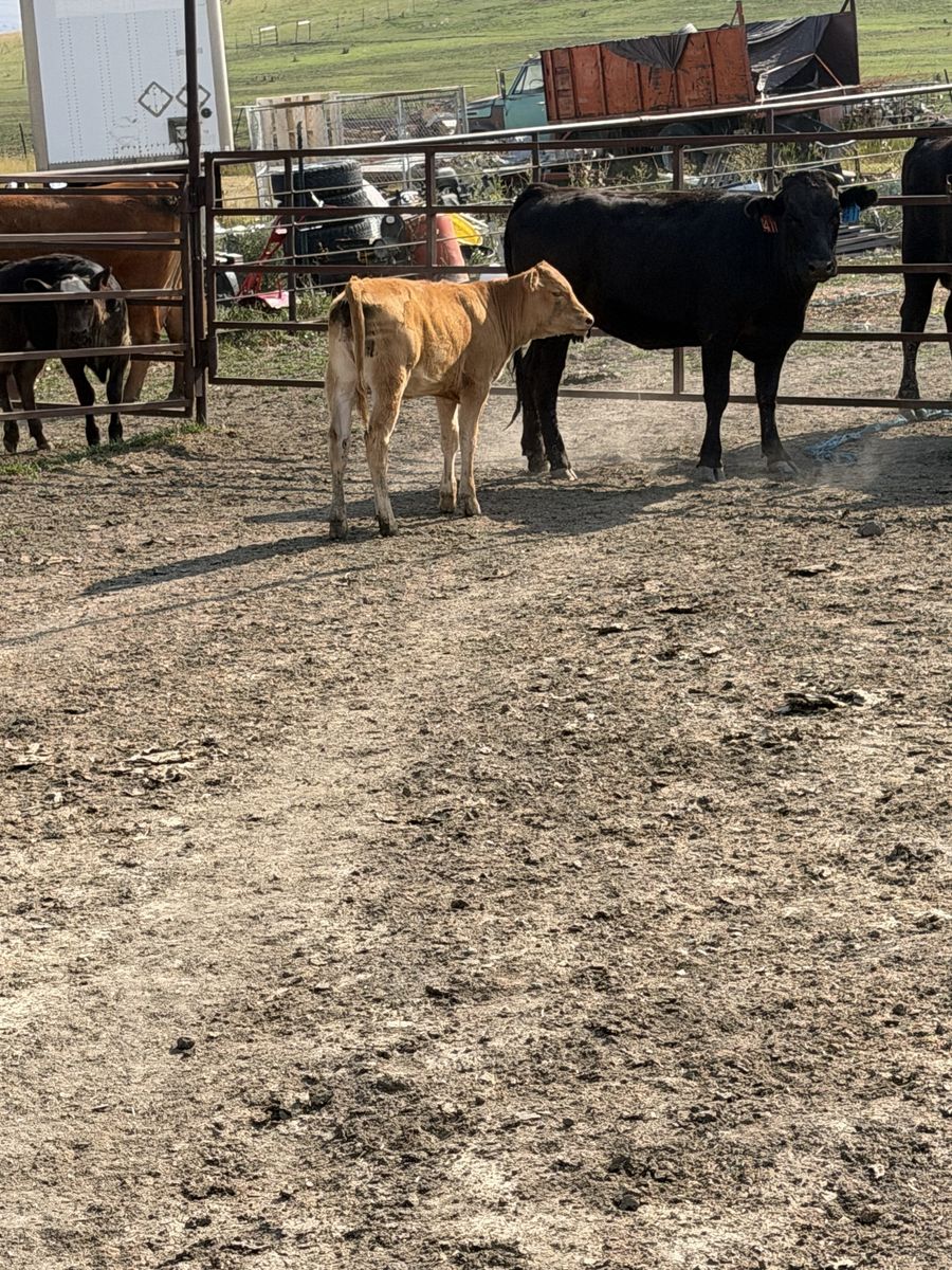 F3 Waygu cow 