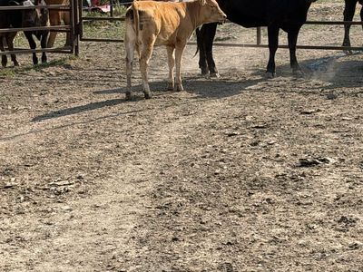 F3 Waygu cow