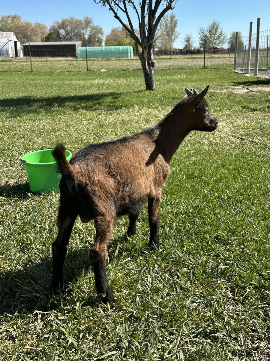 Oberhasli goat