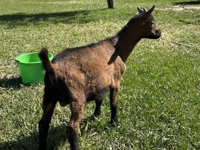 Oberhasli goat