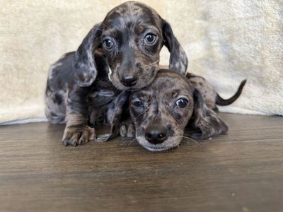 Teenie Weenie Dachshunds