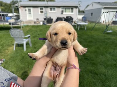 Field Champion Lines-AKC Labrador Retriever Puppies