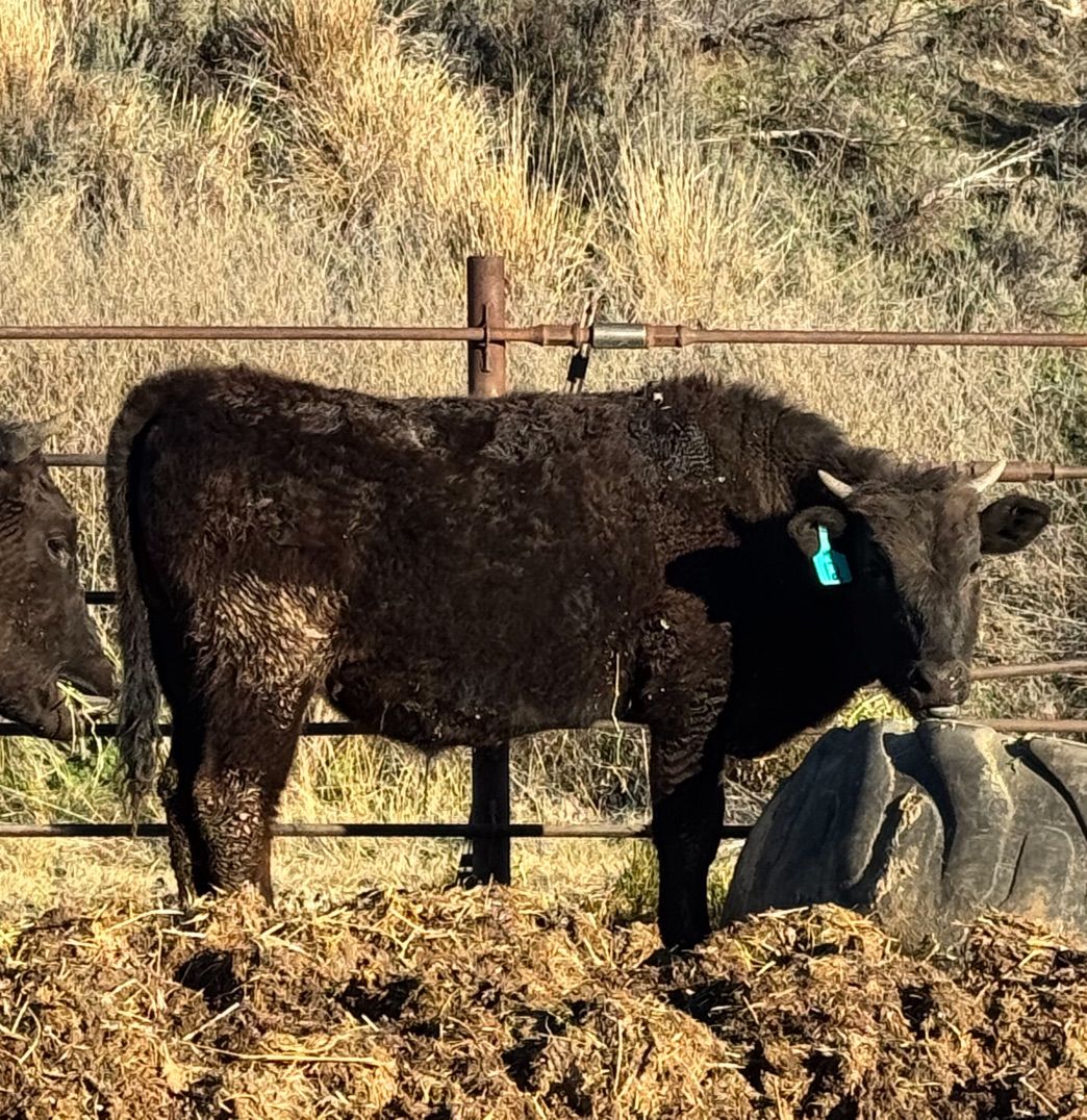 Yearling Wagyu steer