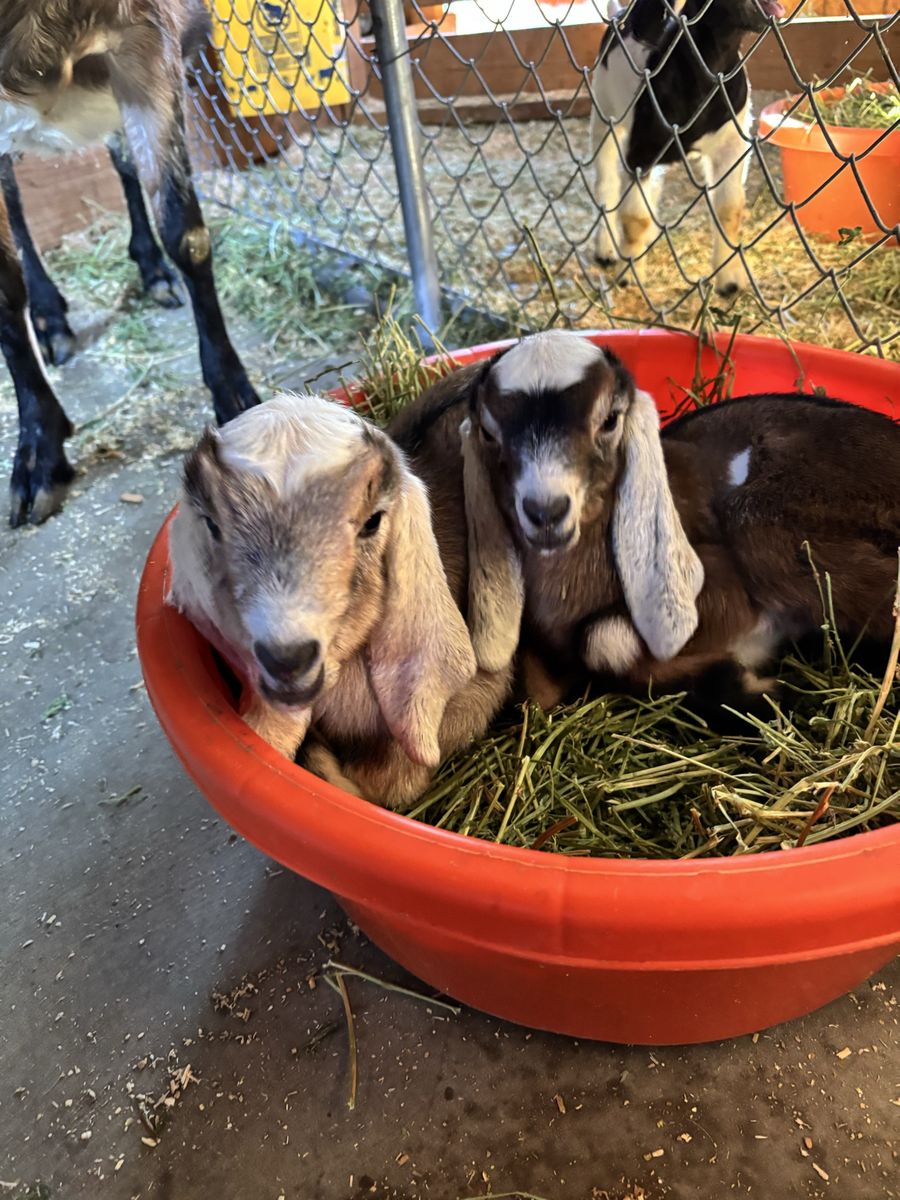 Registrable Purebred Nubian Buckling