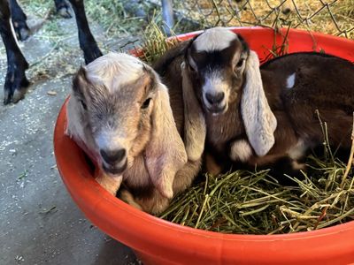 Registrable Purebred Nubian Buckling