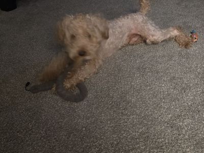 AKC Miniature Poodle