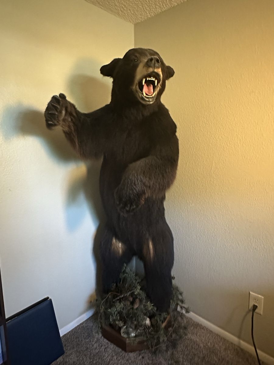 6 ft Mounted Black Bear Full Body Taxidermy Display Lifesize