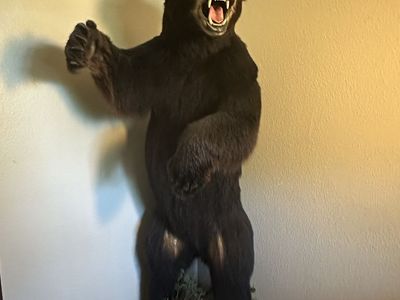 6 ft Mounted Black Bear Full Body Taxidermy Display Lifesize