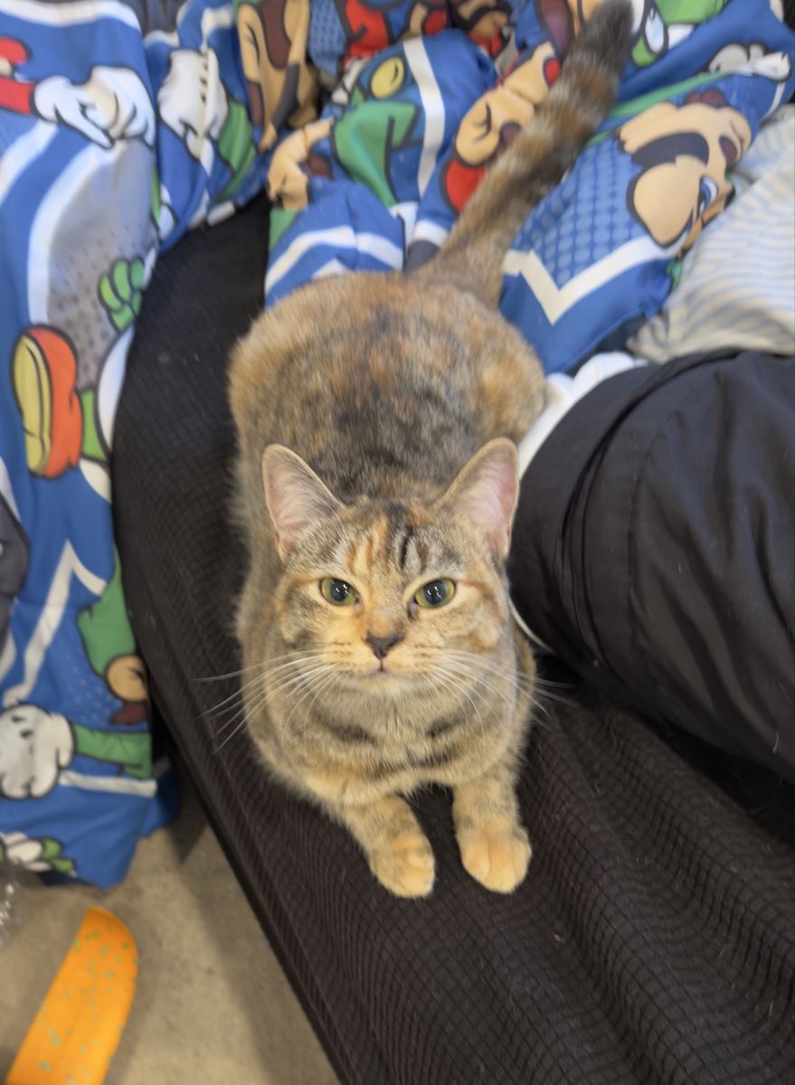 Beautiful rescue cats that need homes
