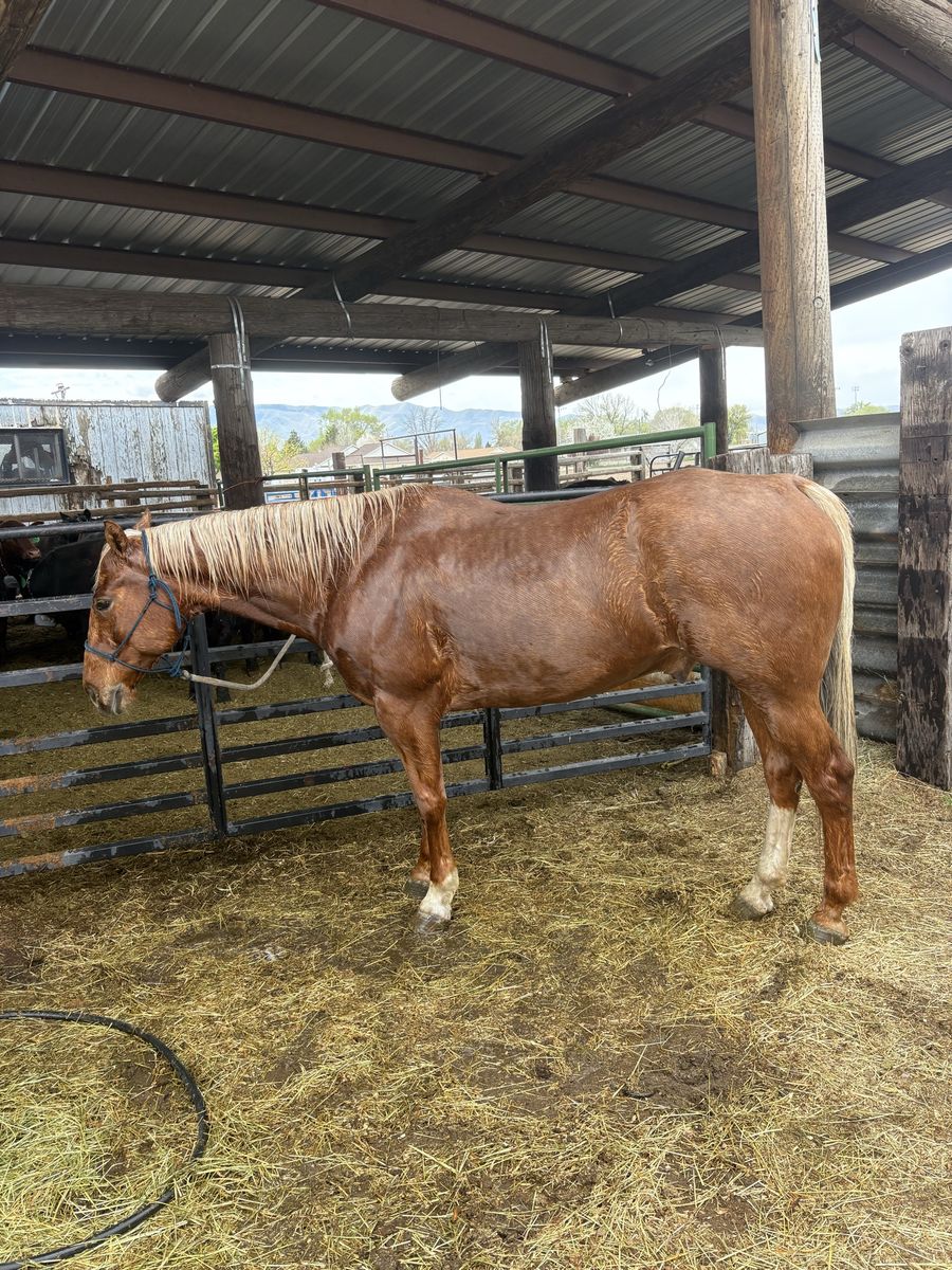 Palimino Gelding