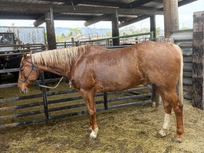 Palimino Gelding