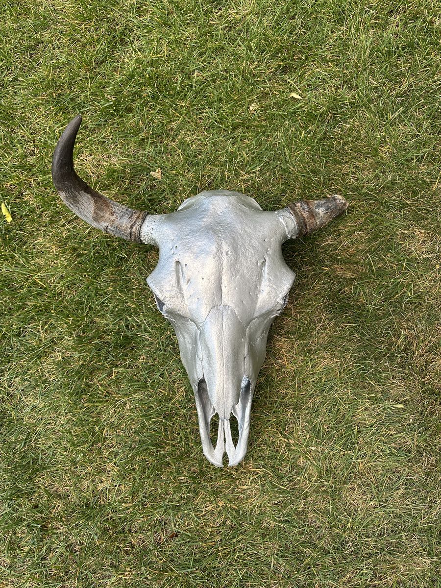Buffalo Bison Skull For Cabin Or Man Cave