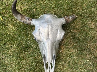 Buffalo Bison Skull For Cabin Or Man Cave