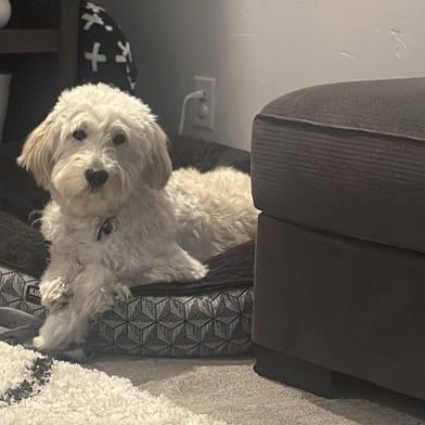 2 Year Old Female Golden Doodle For Sale