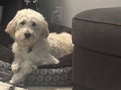 2 Year Old Female Golden Doodle For Sale