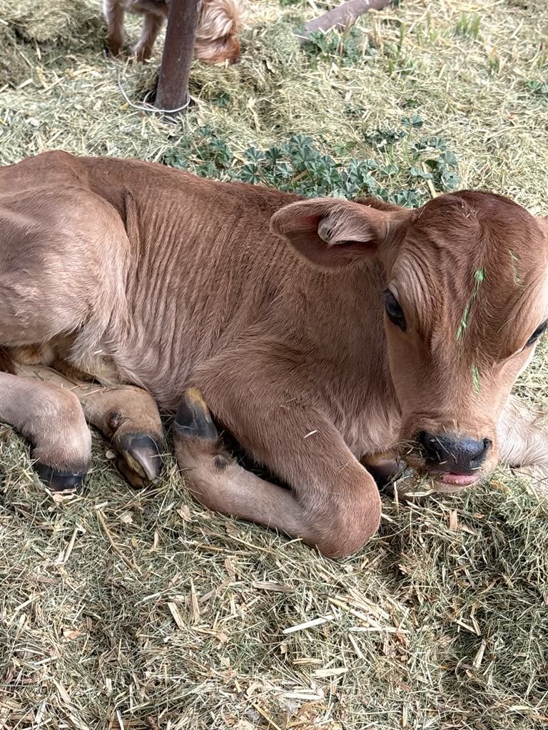 Bottle calves