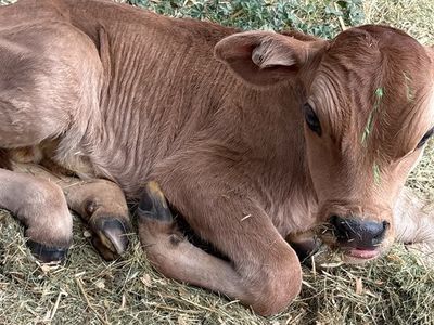 Bottle calves