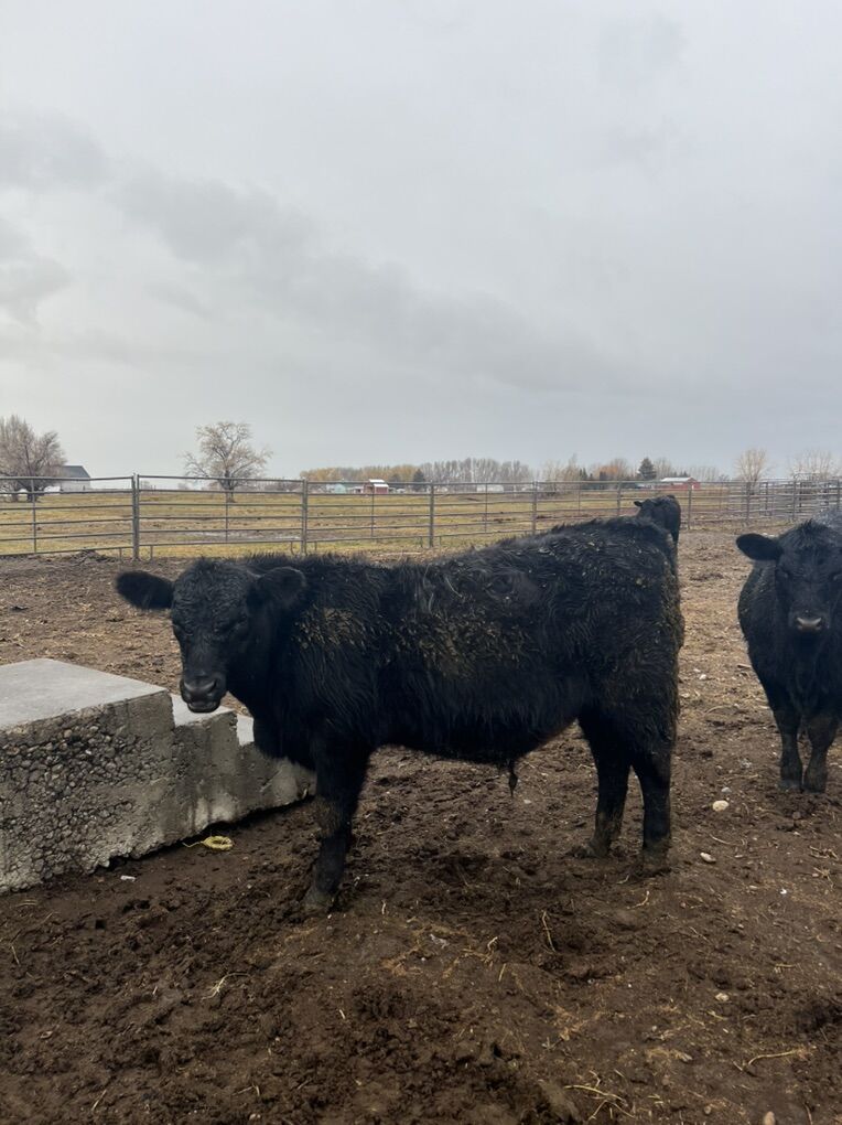 2 Angus Steers
