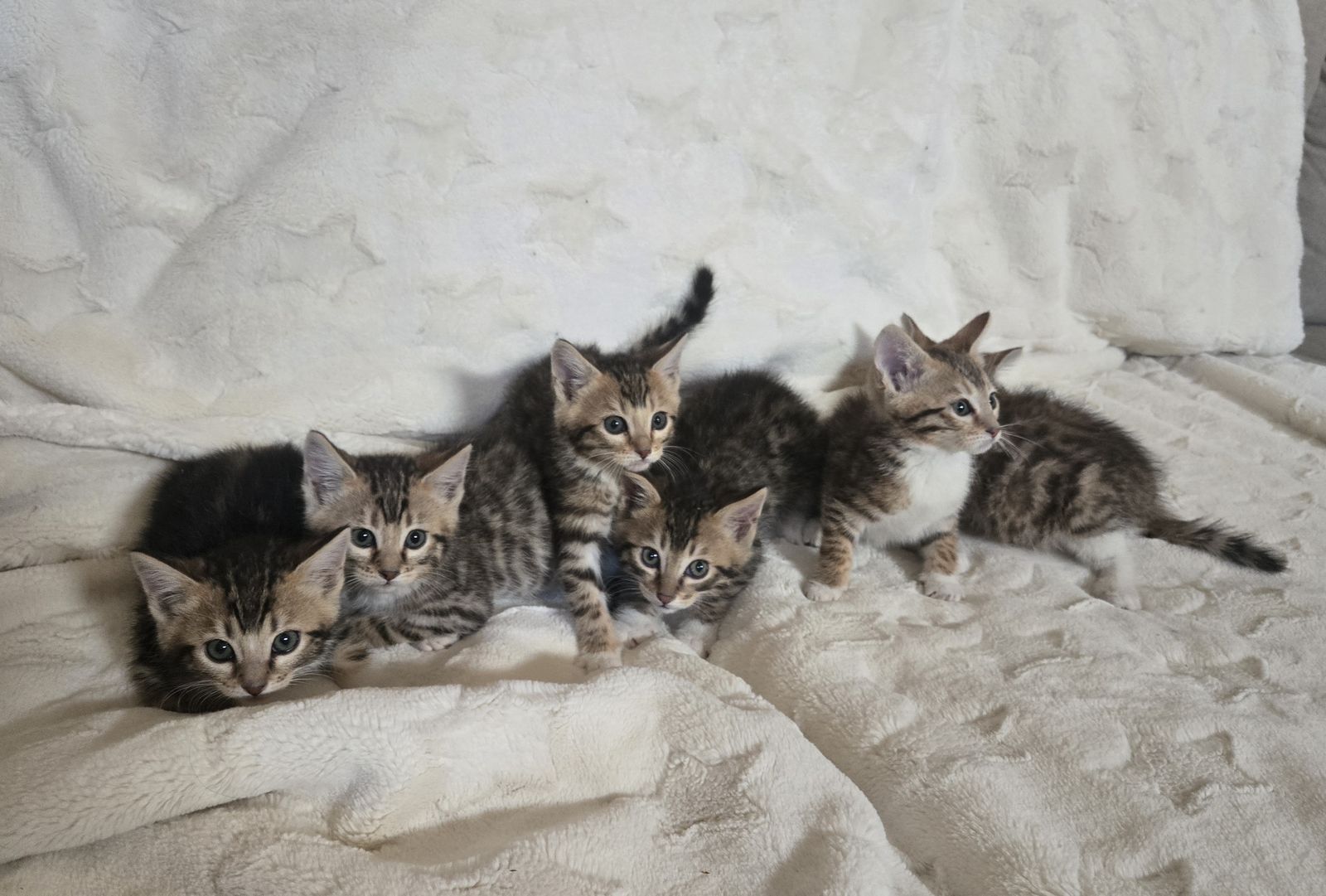 Bengal (3/4) Maine Coon (1/4) Kittens