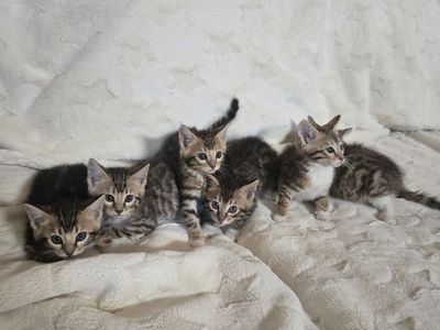 Bengal (3/4) Maine Coon (1/4) Kittens